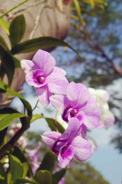 Orquídea rosa na árvore . — Fotografia de Stock