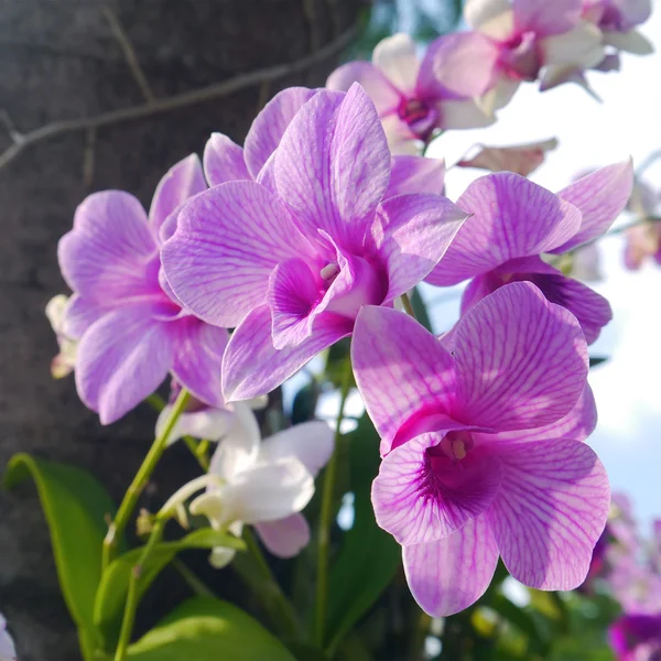 Orquídea rosa na árvore . — Fotografia de Stock