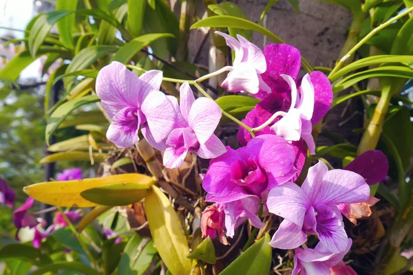 Orchidée rose sur l'arbre . — Photo