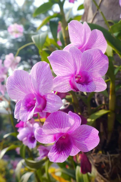 Růžová orchidej na stromě. — Stock fotografie