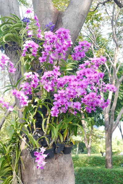 Orchidea rosa sull'albero . — Foto Stock