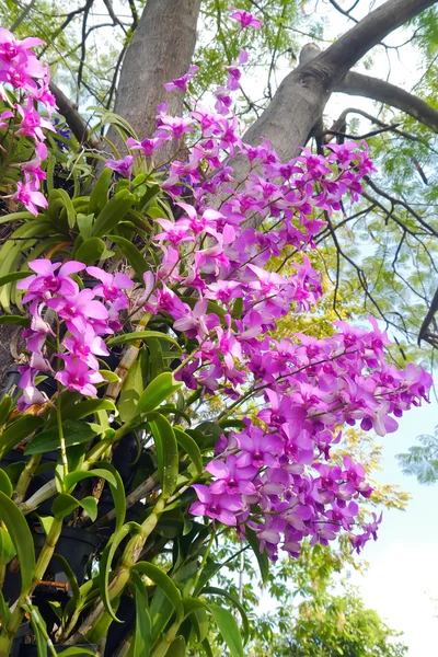 Růžová orchidej na stromě. — Stock fotografie