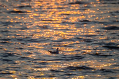 Alacakaranlık Okyanusu günbatımı.