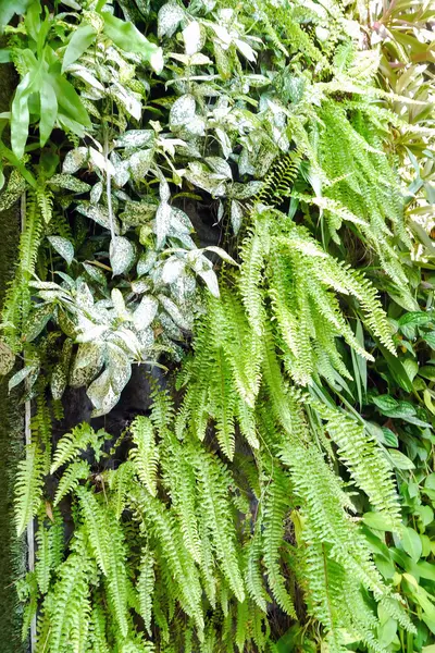 Fern muur plant — Stockfoto