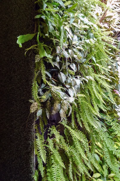 Fern planta de pared — Foto de Stock