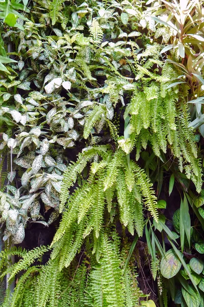 Planta de parede de samambaia — Fotografia de Stock