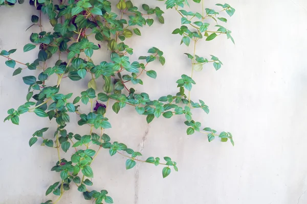 Planta en la pared . — Foto de Stock