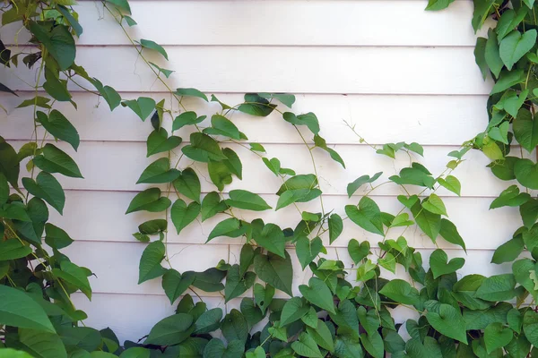 Plant op de muur. — Stockfoto