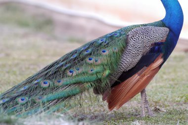 Tavus kuşu güzel kuş.