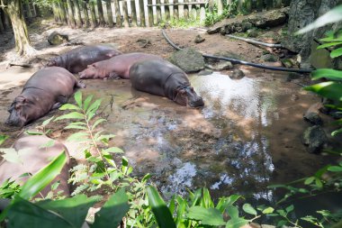 Suaygırları Hayvanat Bahçesi'nde.