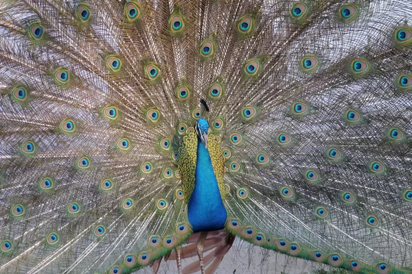 Peacock vacker fågel. — Stockfoto