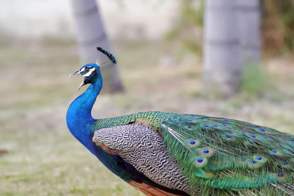 Tavus kuşu güzel kuş. — Stok fotoğraf