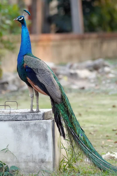 Peacock vacker fågel. — Stockfoto