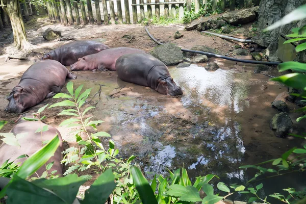 Suaygırları Hayvanat Bahçesi'nde.