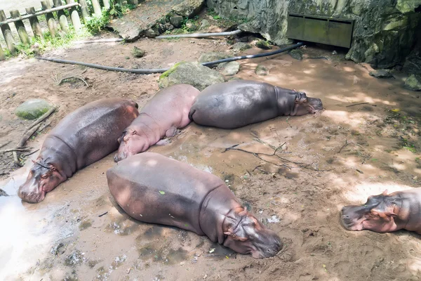 Hippopotames au zoo . — Photo