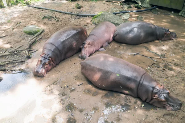 Suaygırları Hayvanat Bahçesi'nde.