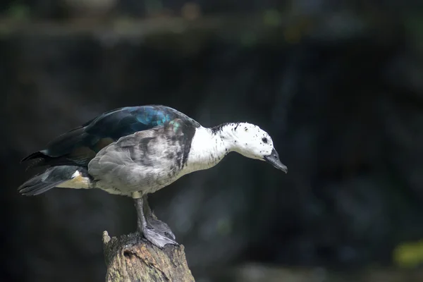 Canard au zoo . — Photo