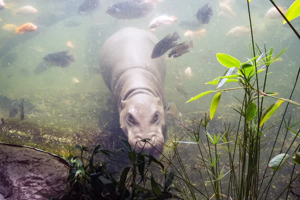 Hipopotamy w wodzie. — Zdjęcie stockowe