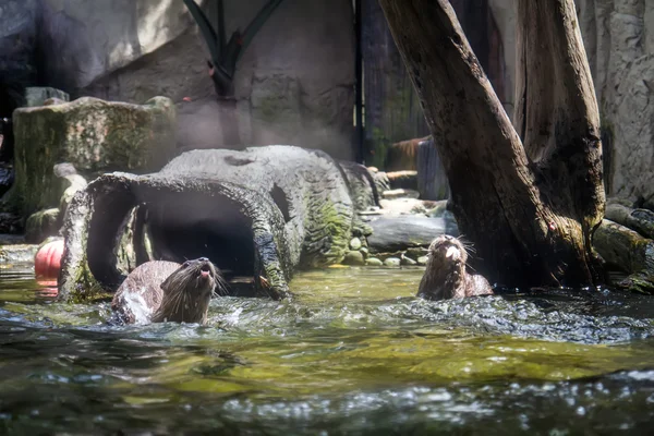 Lontra da Tailândia . — Fotografia de Stock