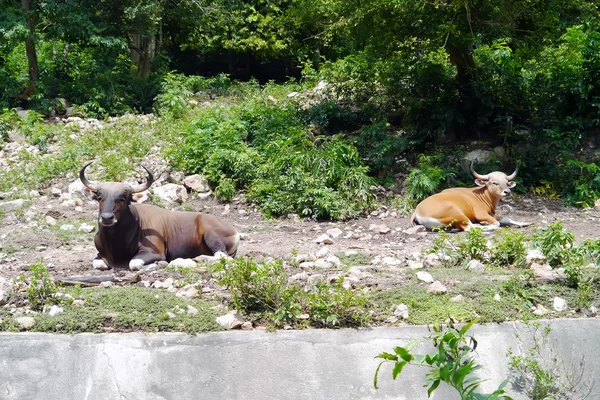 泰国的红牛. — 图库照片