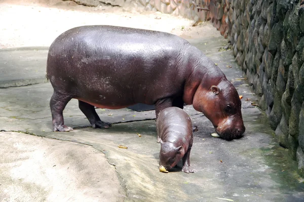 Nijlpaarden in water. — Stockfoto