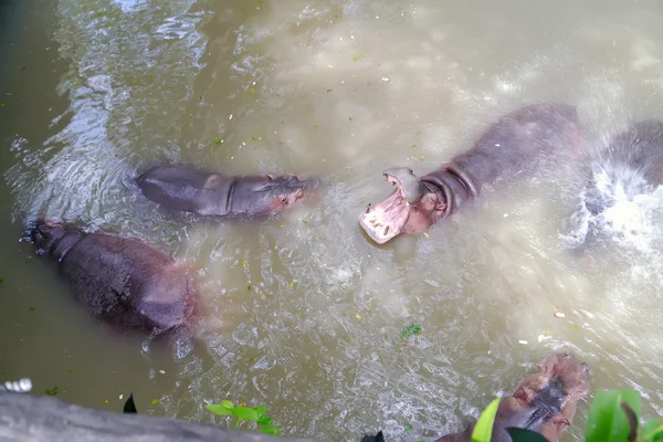 Nijlpaarden in water. — Stockfoto