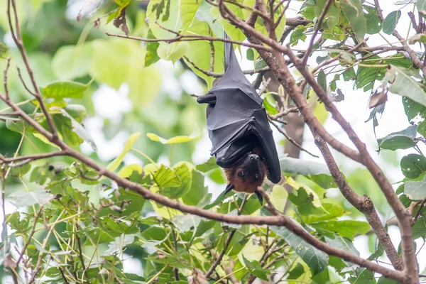 Morcego na floresta — Fotografia de Stock