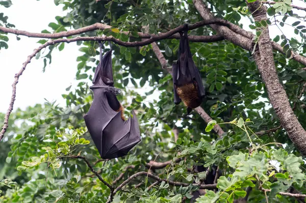 Bat in forest — Stock Photo, Image