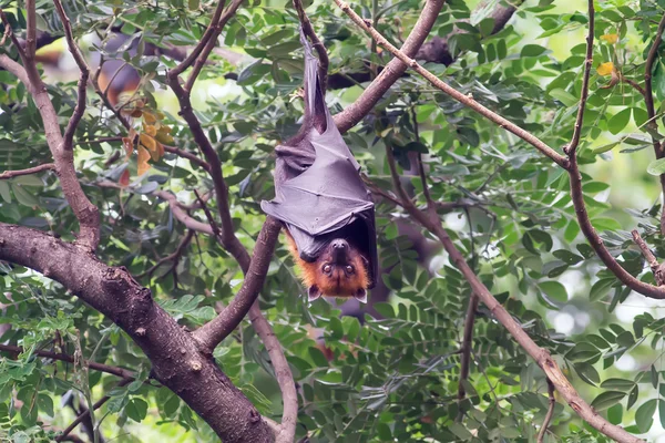 Pipistrello nella foresta — Foto Stock