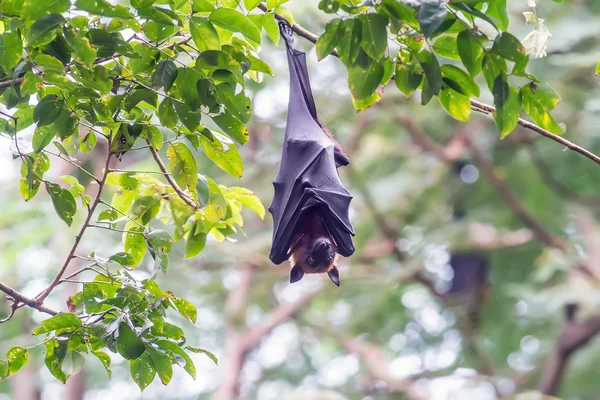 Bat in forest — Stock Photo, Image