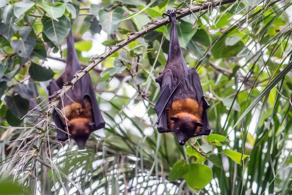 Bat in bos — Stockfoto