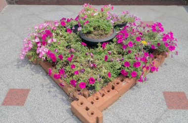 Petunya pembe çiçekler