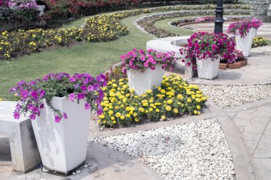 Petunya pembe çiçekler