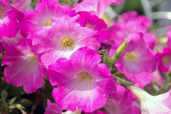 Petunia  pink flowers — Stock Photo, Image