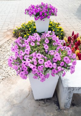 Petunya pembe çiçekler.