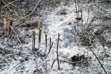 Orman yangını arazi sonra.