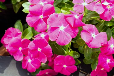 Petunya kırmızı çiçekler