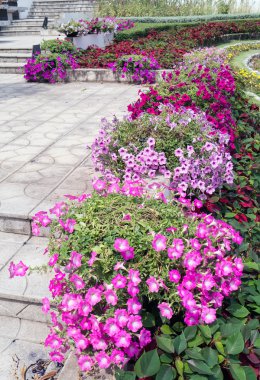 Petunya kırmızı çiçekler