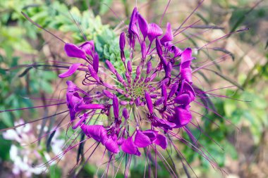 Petunya pembe çiçekler.