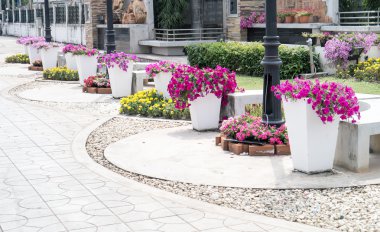 Petunya kırmızı çiçekler