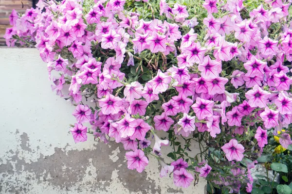 Petunia  pink flowers — Stock Photo, Image