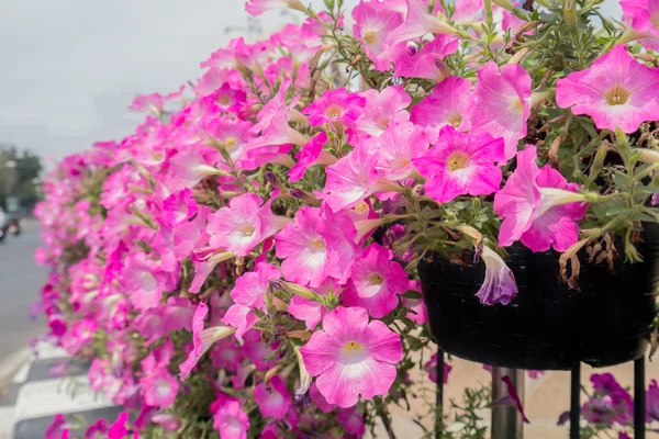 Petunia in park. — Stock Photo, Image