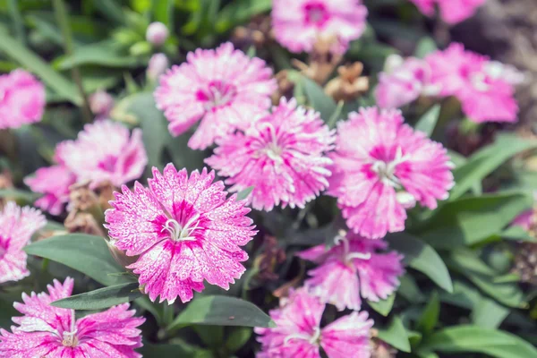 Petunia in parco . — Foto Stock