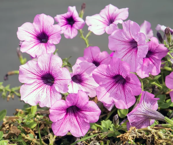 Petunia pink flowers. — Stock Photo, Image