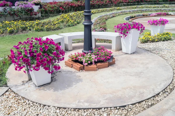 Petunia pink flowers. — Stock Photo, Image