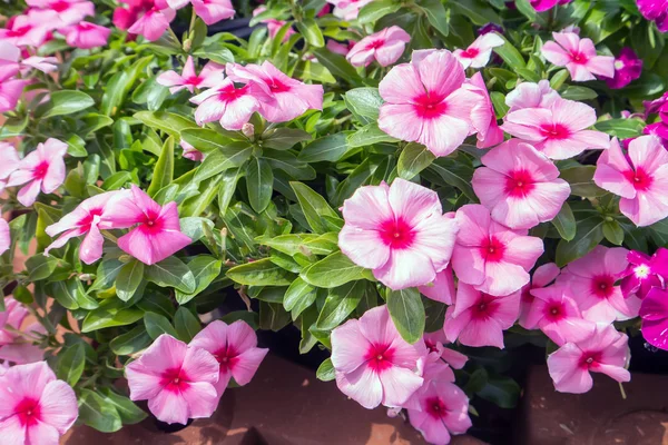 Petunia rode bloemen — Stockfoto