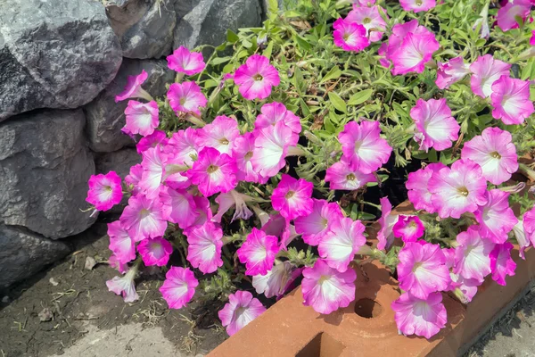 Petunia pink flowers. — Stock Photo, Image