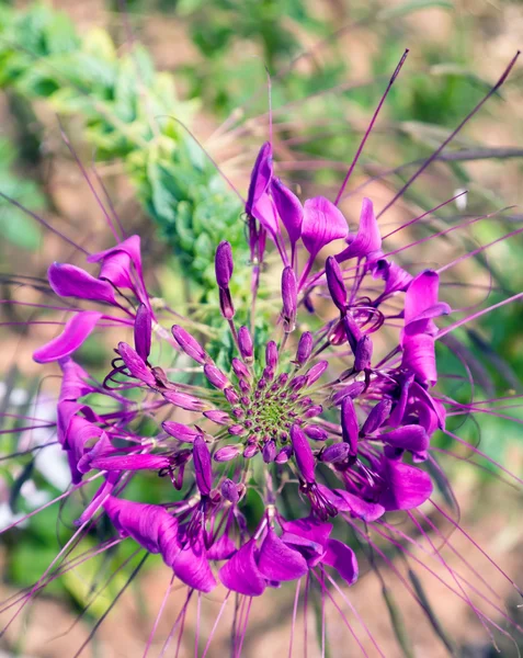 Petunia in parco . — Foto Stock