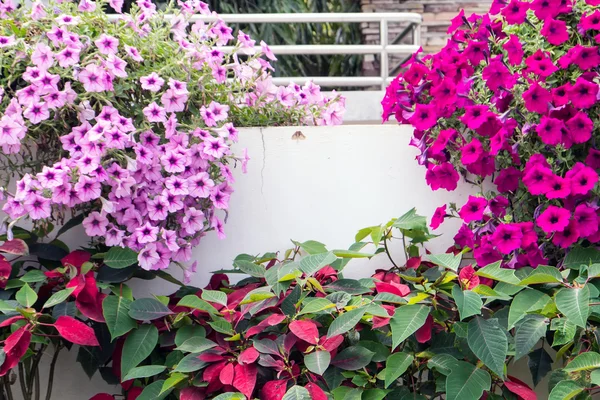 Petunia fleurs rouges — Photo