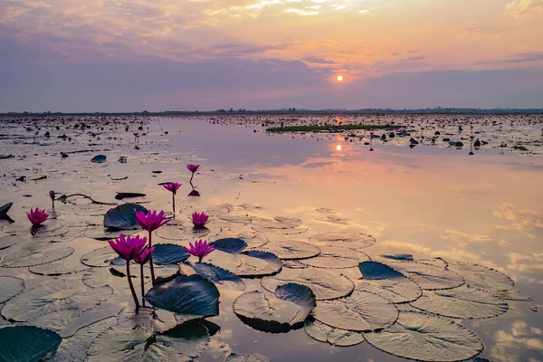 Kırmızı lotus deniz.